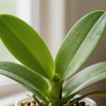 gdy storczyk wypuszcza liście zamiast kwiatów