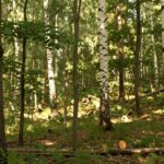 jakie drzewa można wyciąć bez pozwolenia