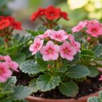 pelargonia angielska