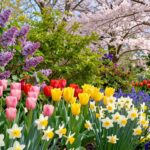 wiosenne kwiaty ogrodowe